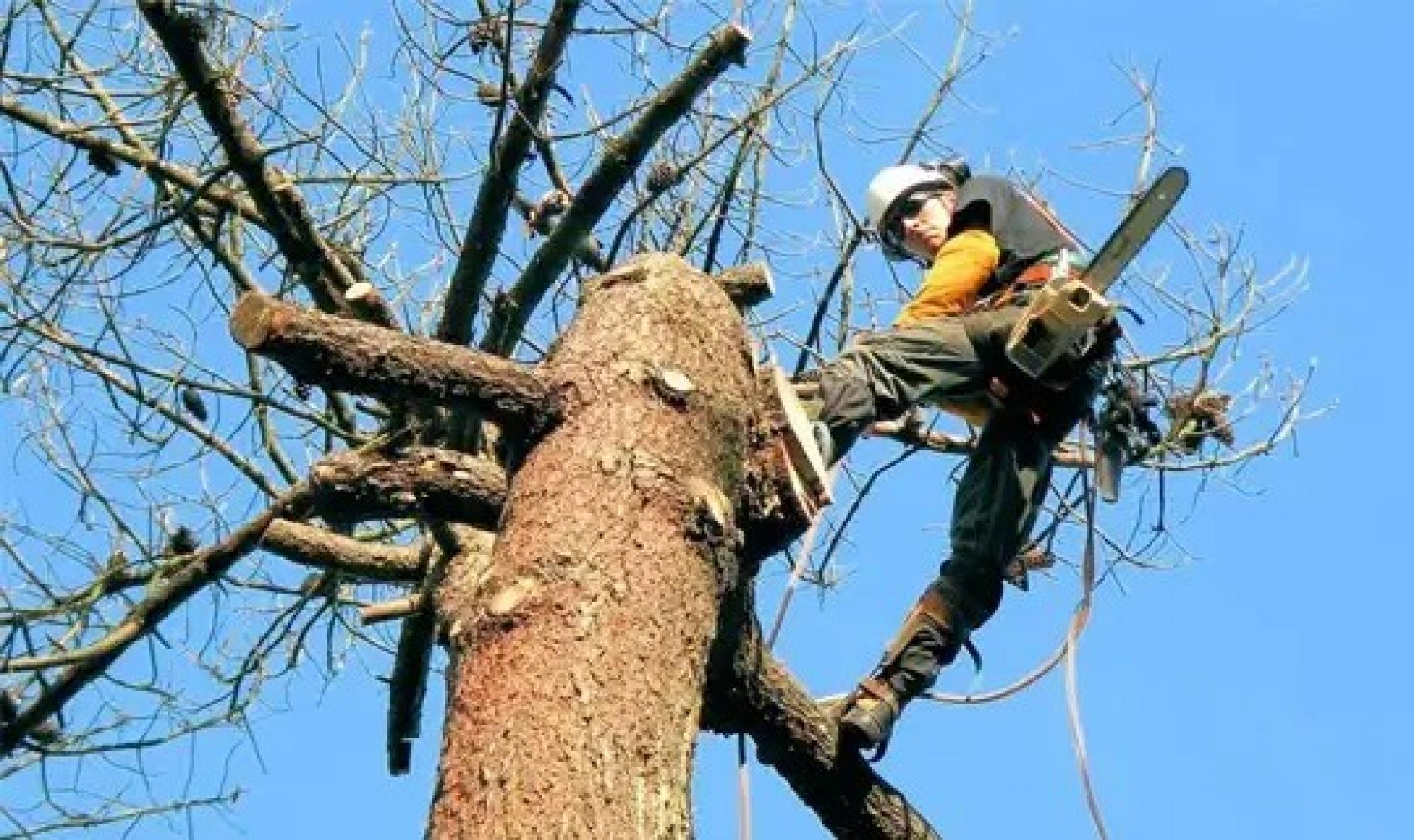 Étêtage d'arbre élagueur 91