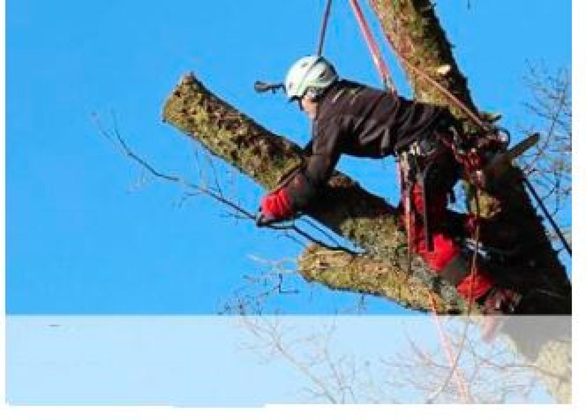 élagueur offre la qualité pour tous en Corse