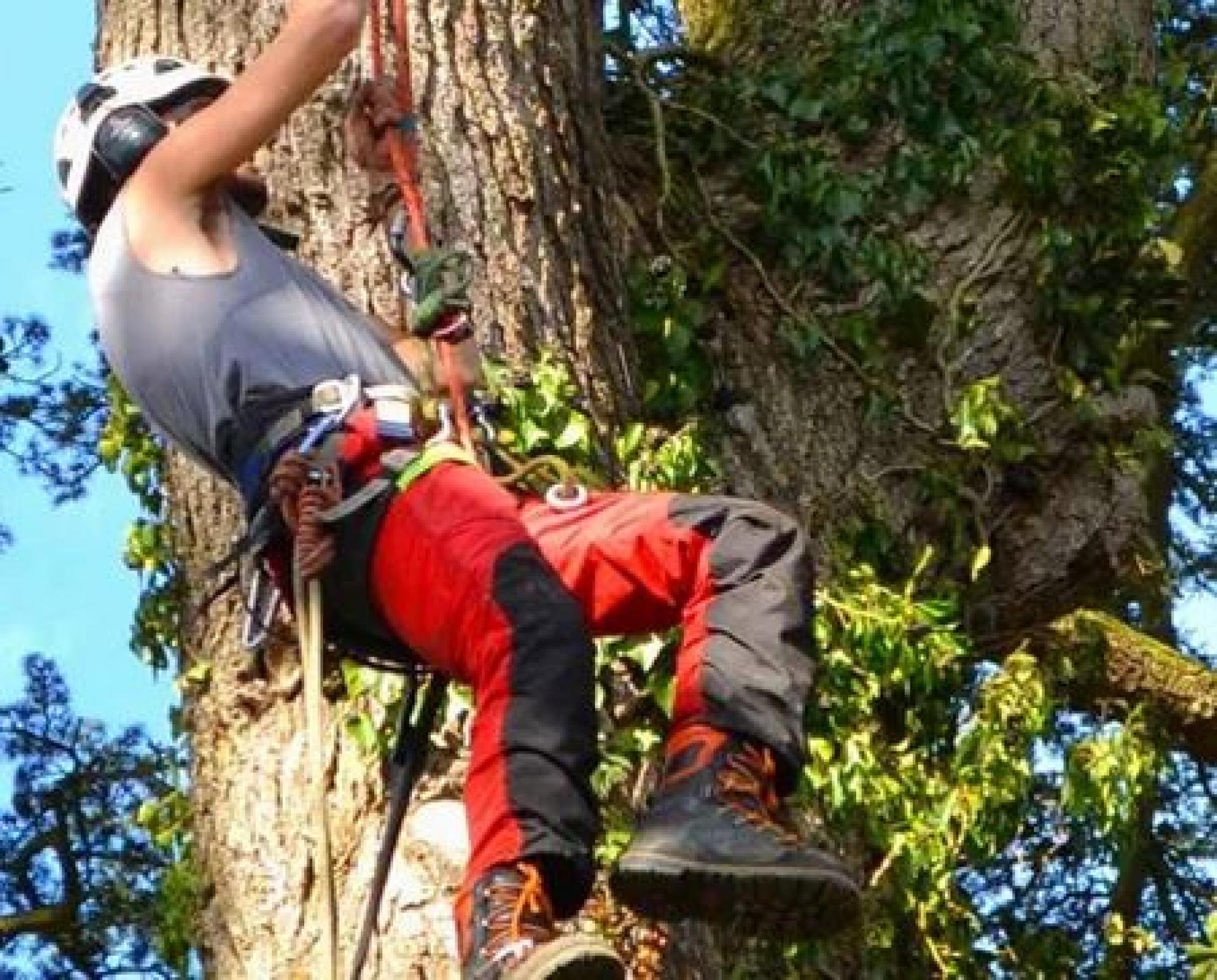 MTH pour l’élagage d’arbre à Saint-Germain-lès-Arpajon 