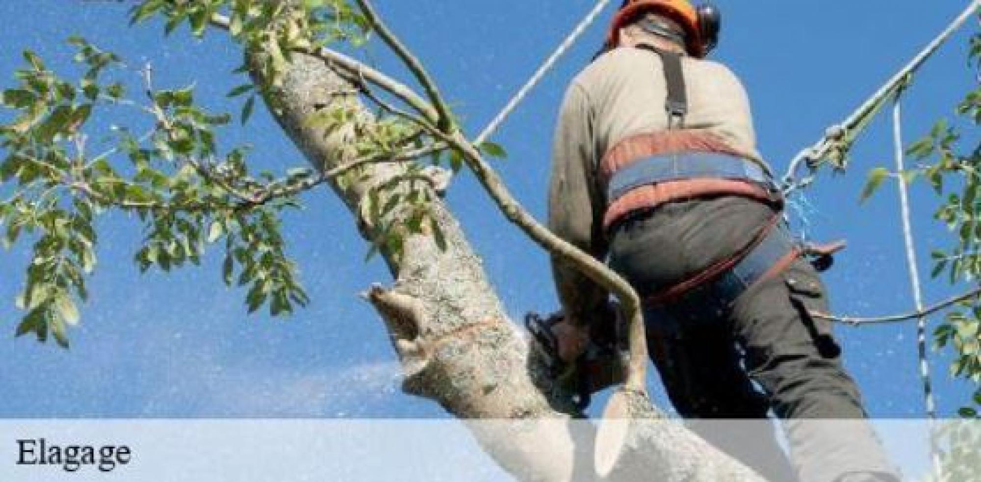 Kreizer Espace Vert Elagage élague les arbres dans l’Aisne